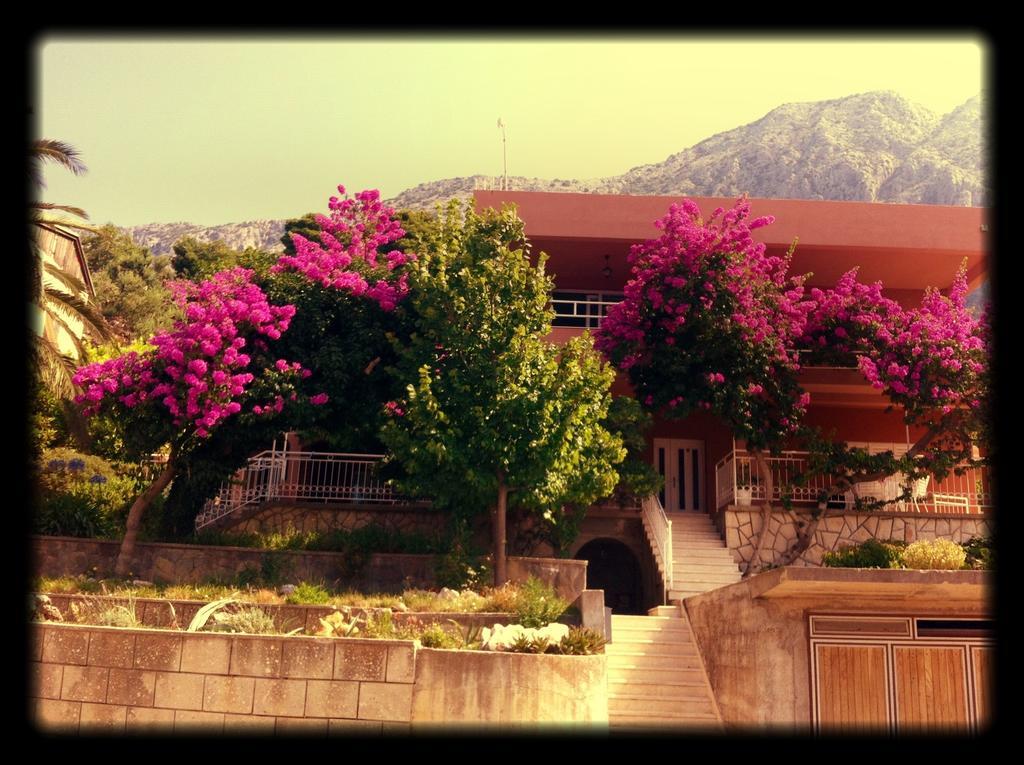 Apartments Jurakovic Živogošće Εξωτερικό φωτογραφία